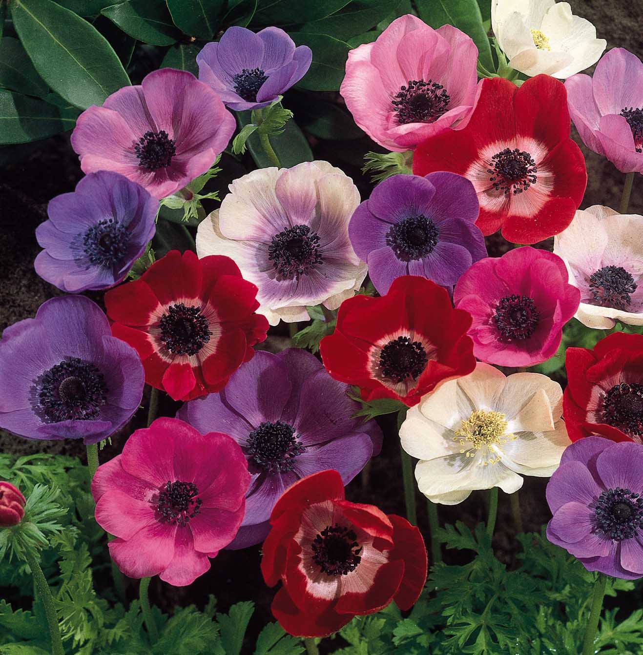 anemones-mixed